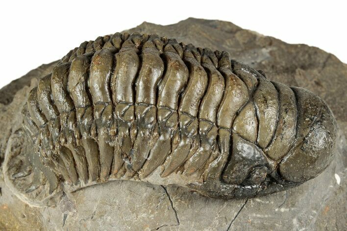 Colorful Crotalocephalina Trilobite - Atchana, Morocco #345029